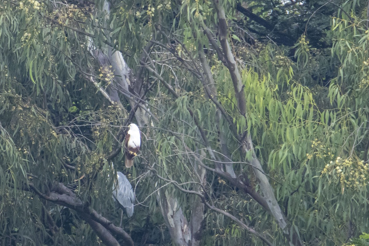 Brahminy Kite - ML386651991