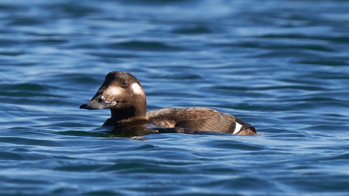 White-winged Scoter - ML386652671