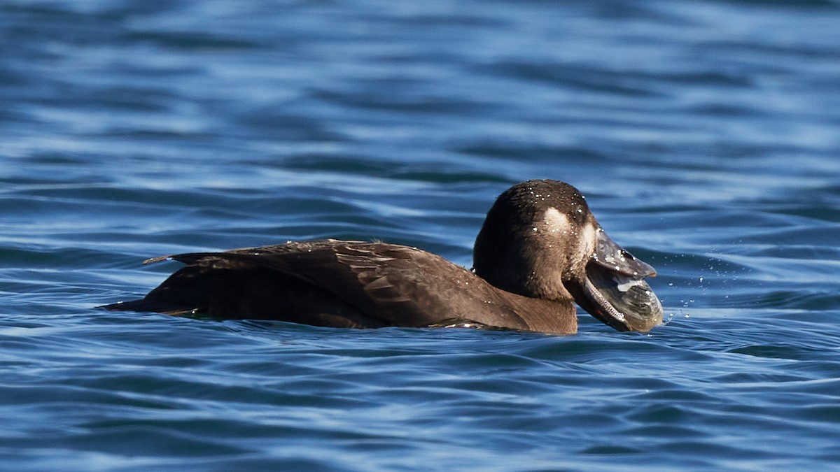 White-winged Scoter - ML386652681