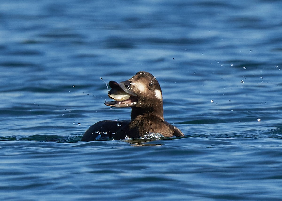 White-winged Scoter - ML386652711