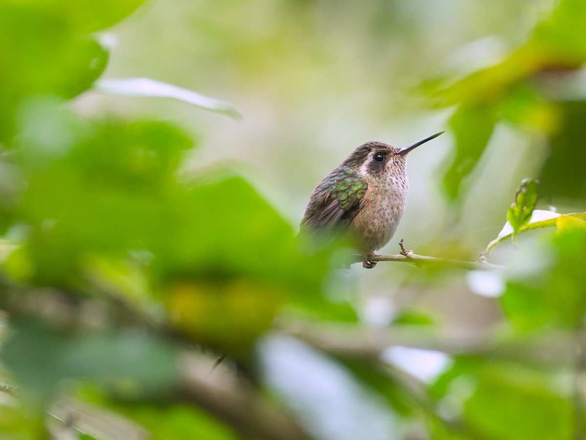 Speckled Hummingbird - Eric Carpenter