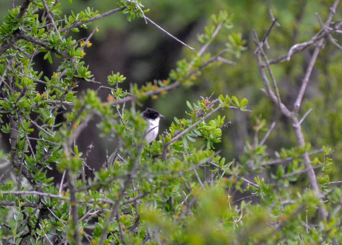 Black-capped Warbling Finch - ML386655191