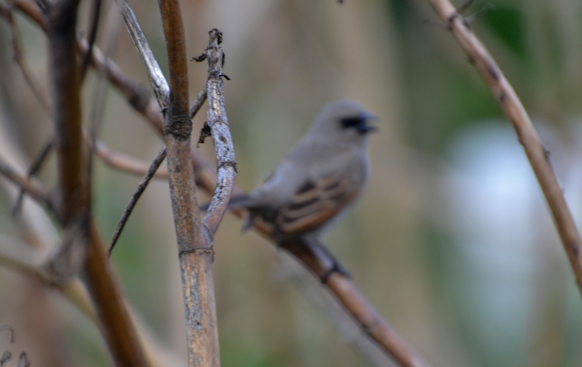 Grayish Baywing - ML386655201