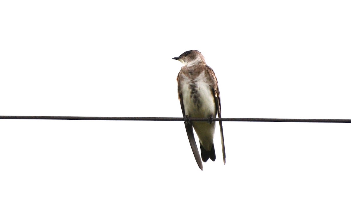 Brown-chested Martin - ML386655221