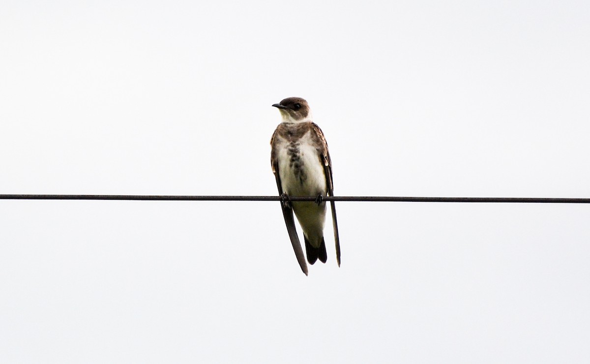 Brown-chested Martin - ML386655231