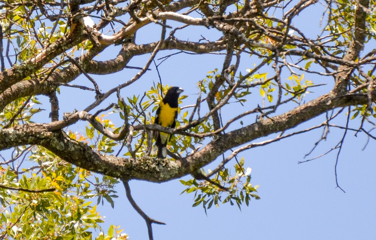 Black-backed Grosbeak - ML386655241