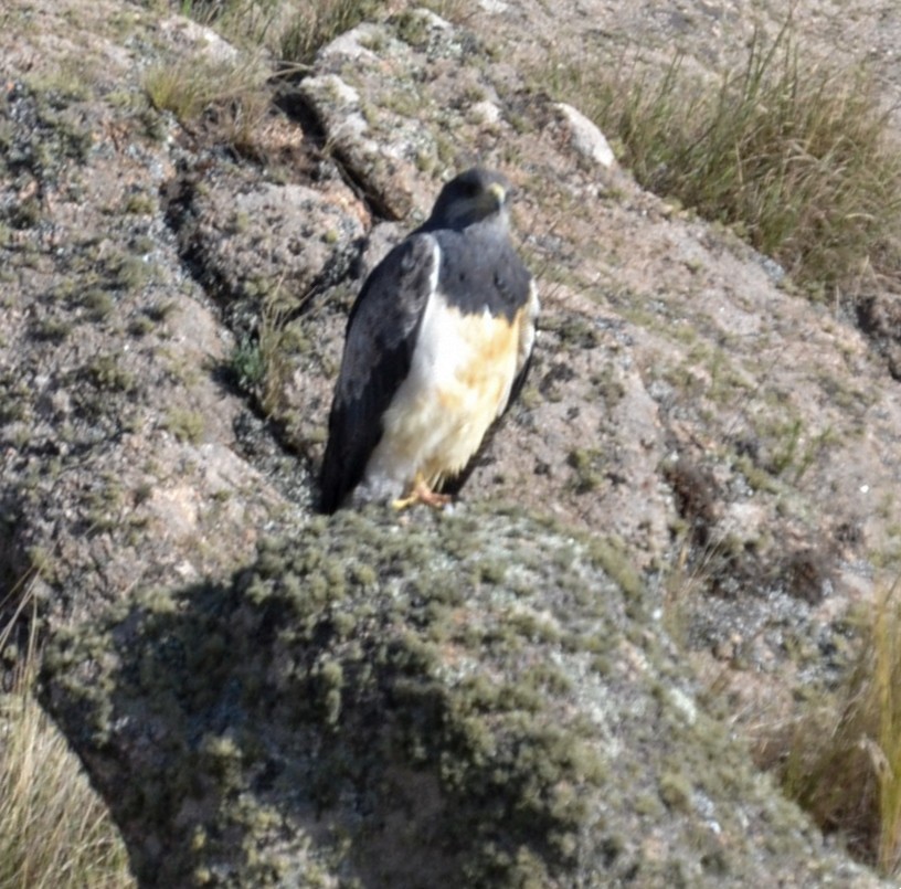 Black-chested Buzzard-Eagle - ML386655491