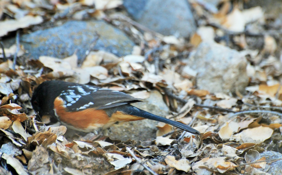 Spotted Towhee - ML386655681