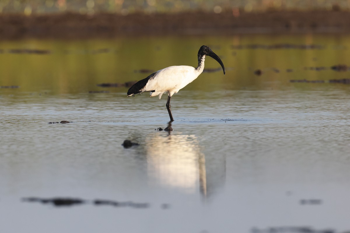 ibis černohlavý - ML386655931