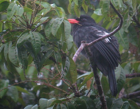 Black Nunbird - ML386656181