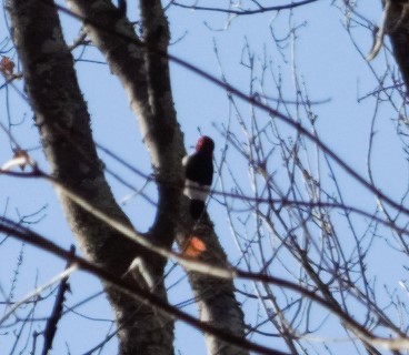 Red-headed Woodpecker - ML386658901