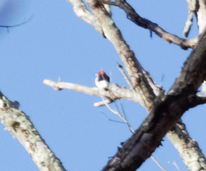 Red-headed Woodpecker - ML386659011