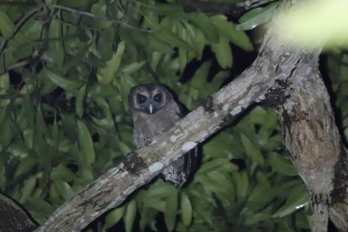 Brown Wood-Owl - ML386660321