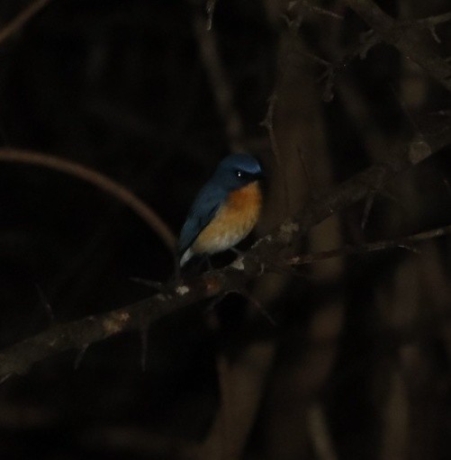 Tickell's Blue Flycatcher - ML386660801