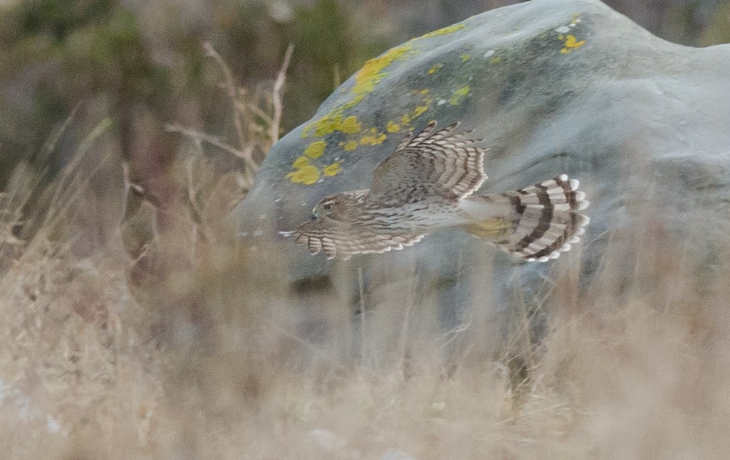 Cooper's Hawk - ML38666251