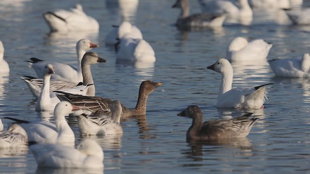 Tundra Bean-Goose - ML386663061
