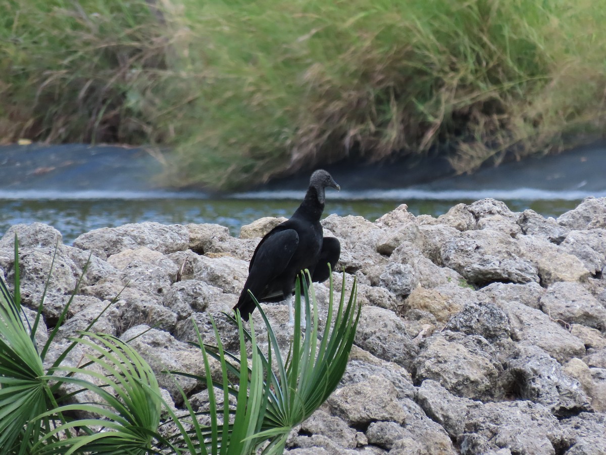 Black Vulture - robert wellens