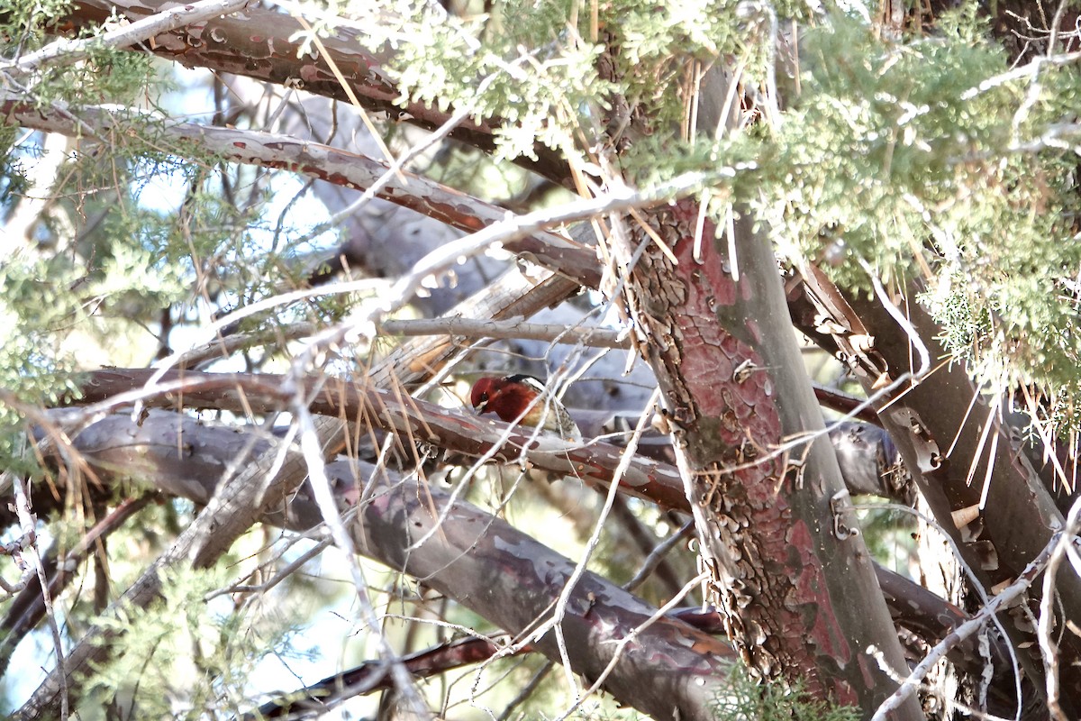 Red-breasted Sapsucker - ML386663371