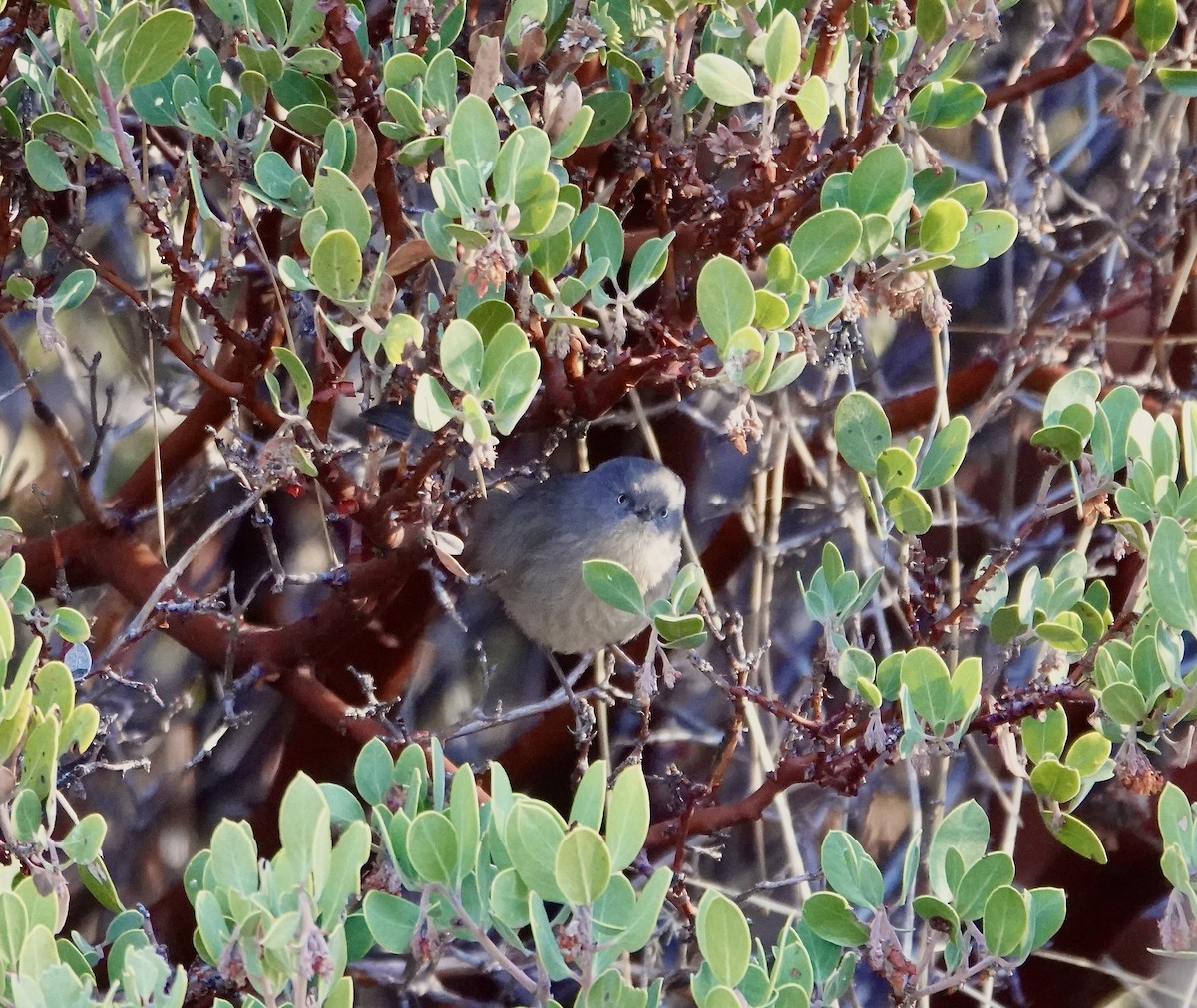 Wrentit - Susan Hartley