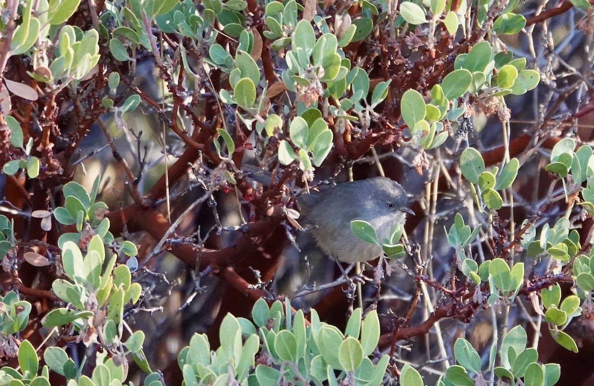 Wrentit - Susan Hartley