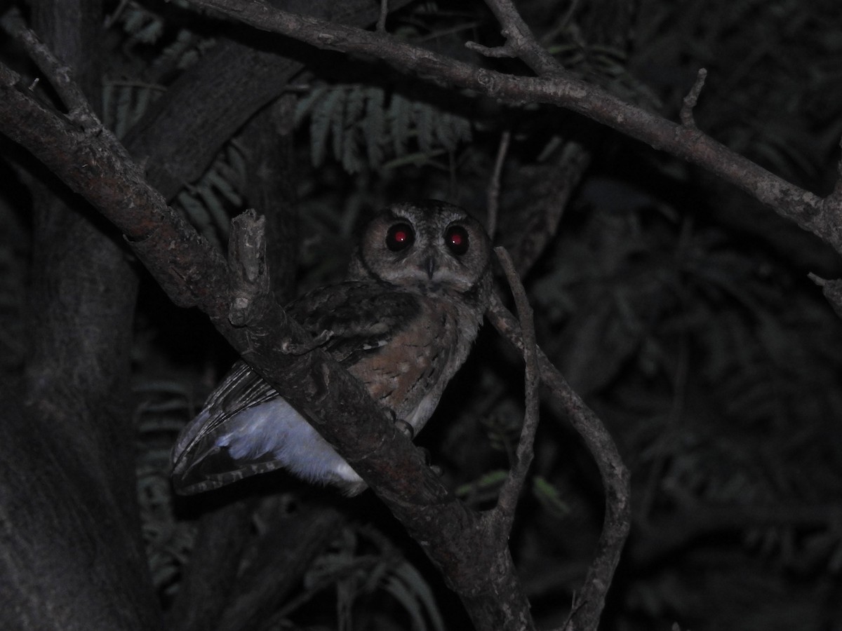 Indian Scops-Owl - ML386663941