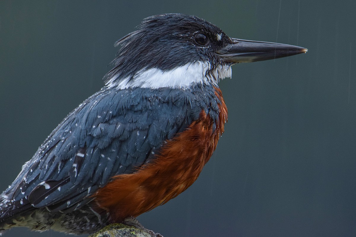 Ringed Kingfisher - ML386665011