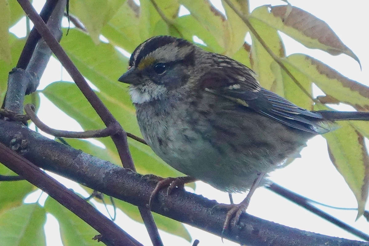 White-throated Sparrow - Deirdre Robinson