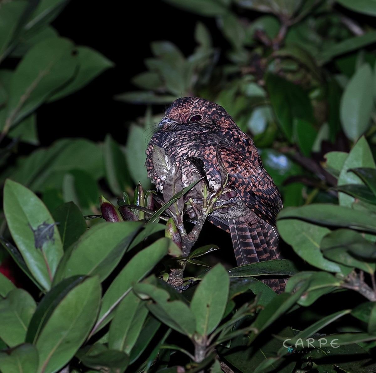 Dusky Nightjar - ML386667871