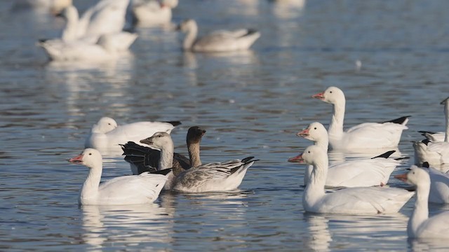 Tundra Bean-Goose - ML386668231