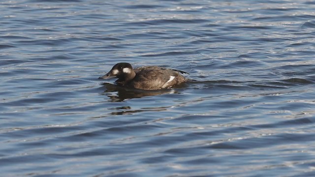 White-winged Scoter - ML386671261