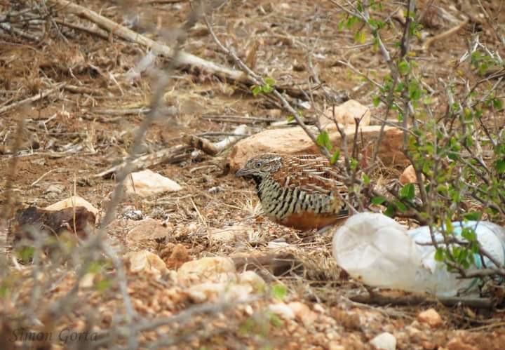 Barred Buttonquail - ML386671571