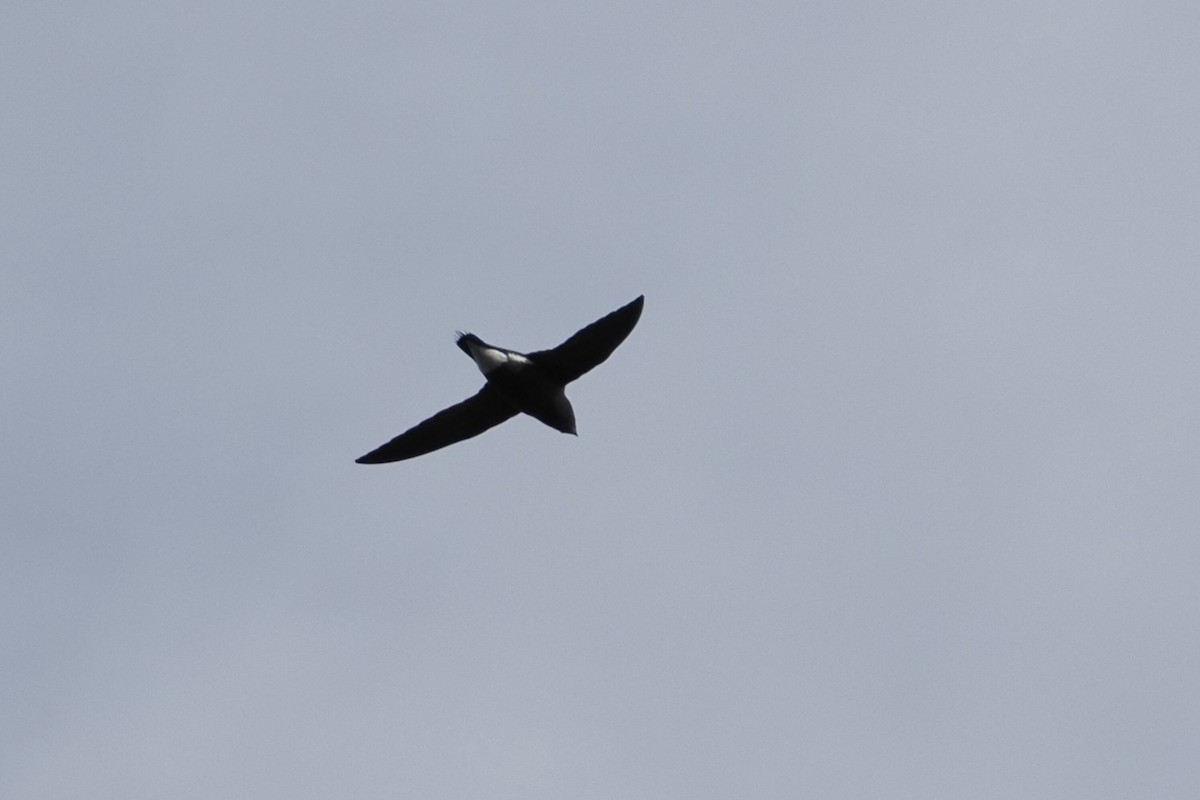 Silver-backed Needletail - Akharachai  Rojbundit