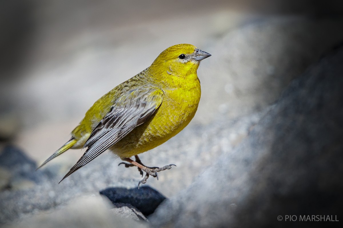 Greater Yellow-Finch - Pio Marshall