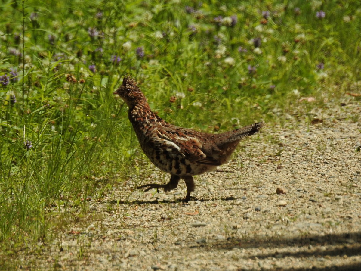 Ruffed Grouse - ML386672201