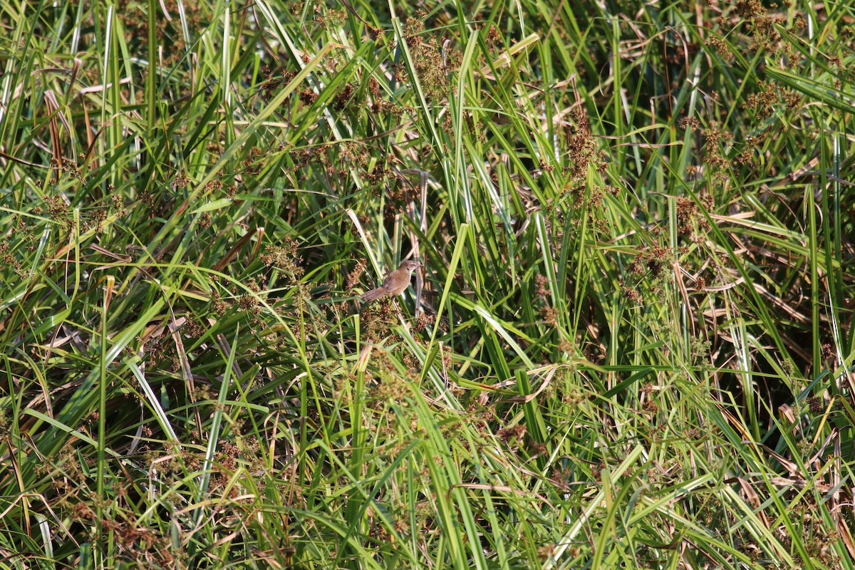 Dja River Swamp Warbler - ML386672991