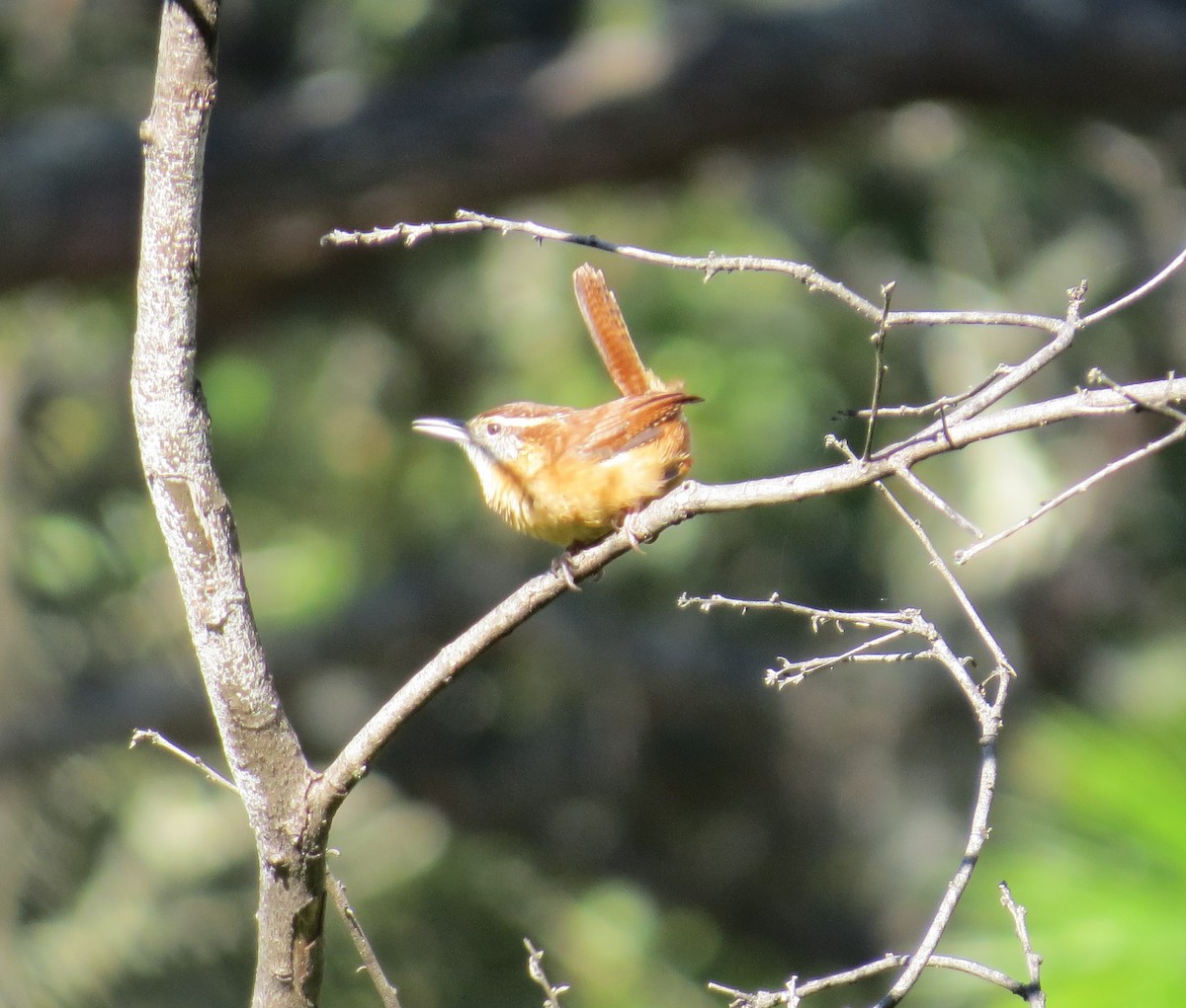 Carolina Wren - ML386673321