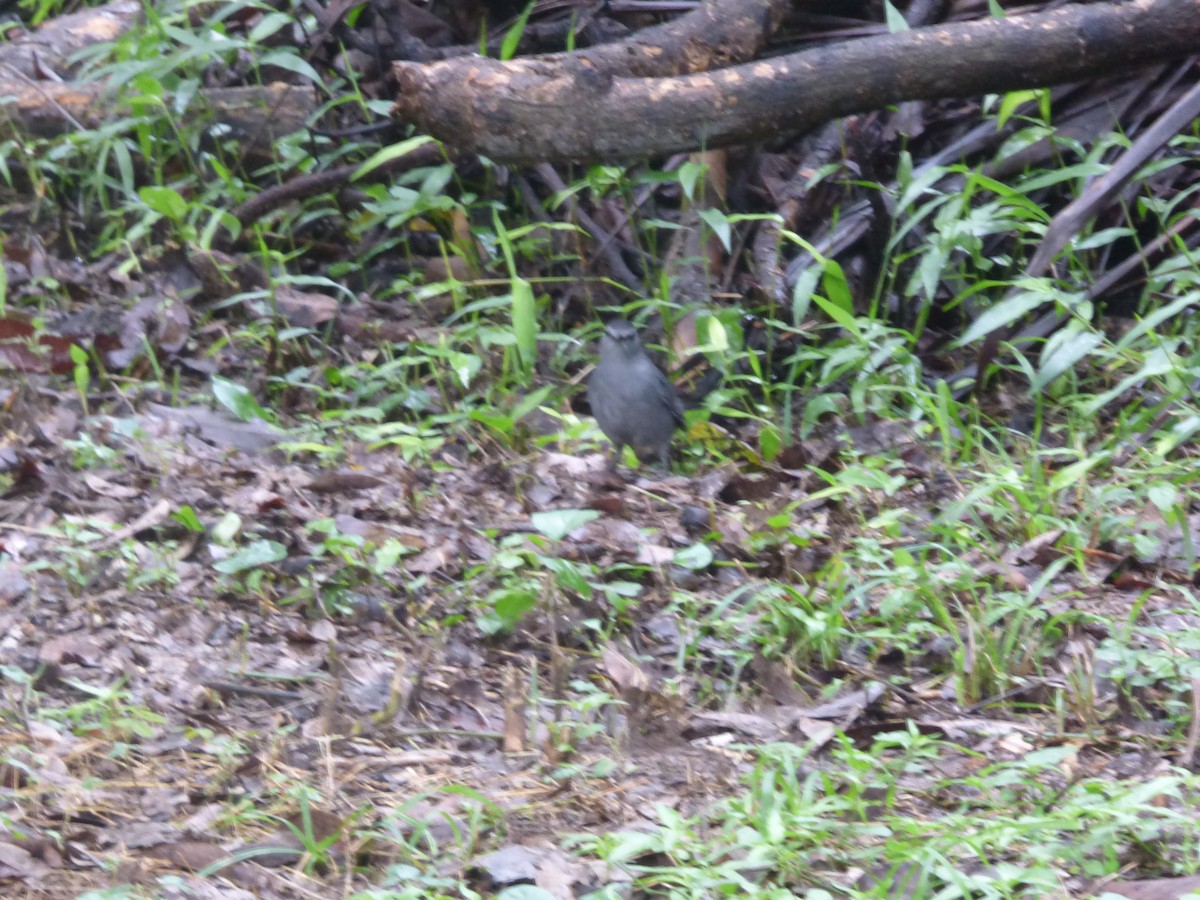 Gray Catbird - ML386674401