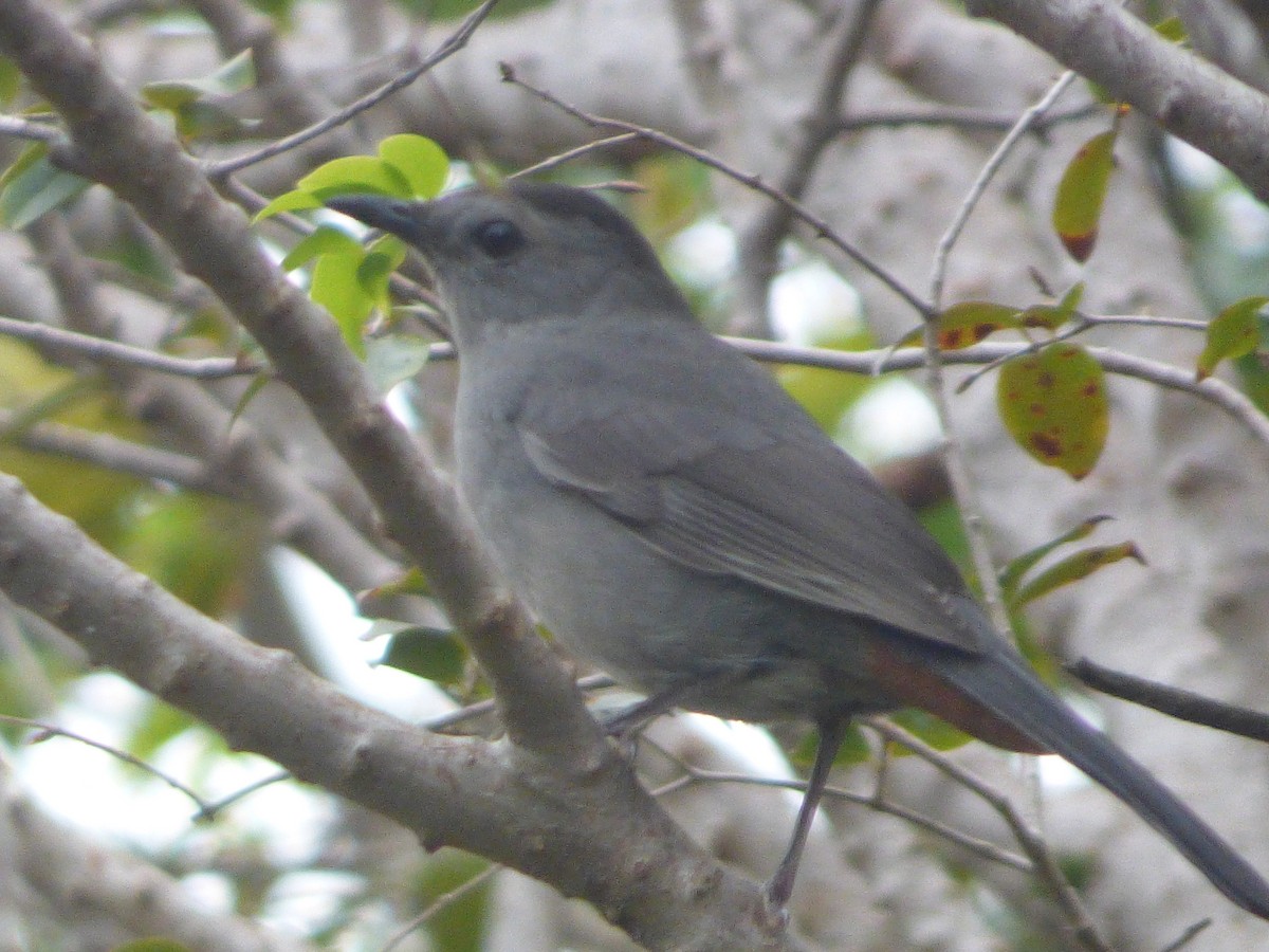 Gray Catbird - ML386674451