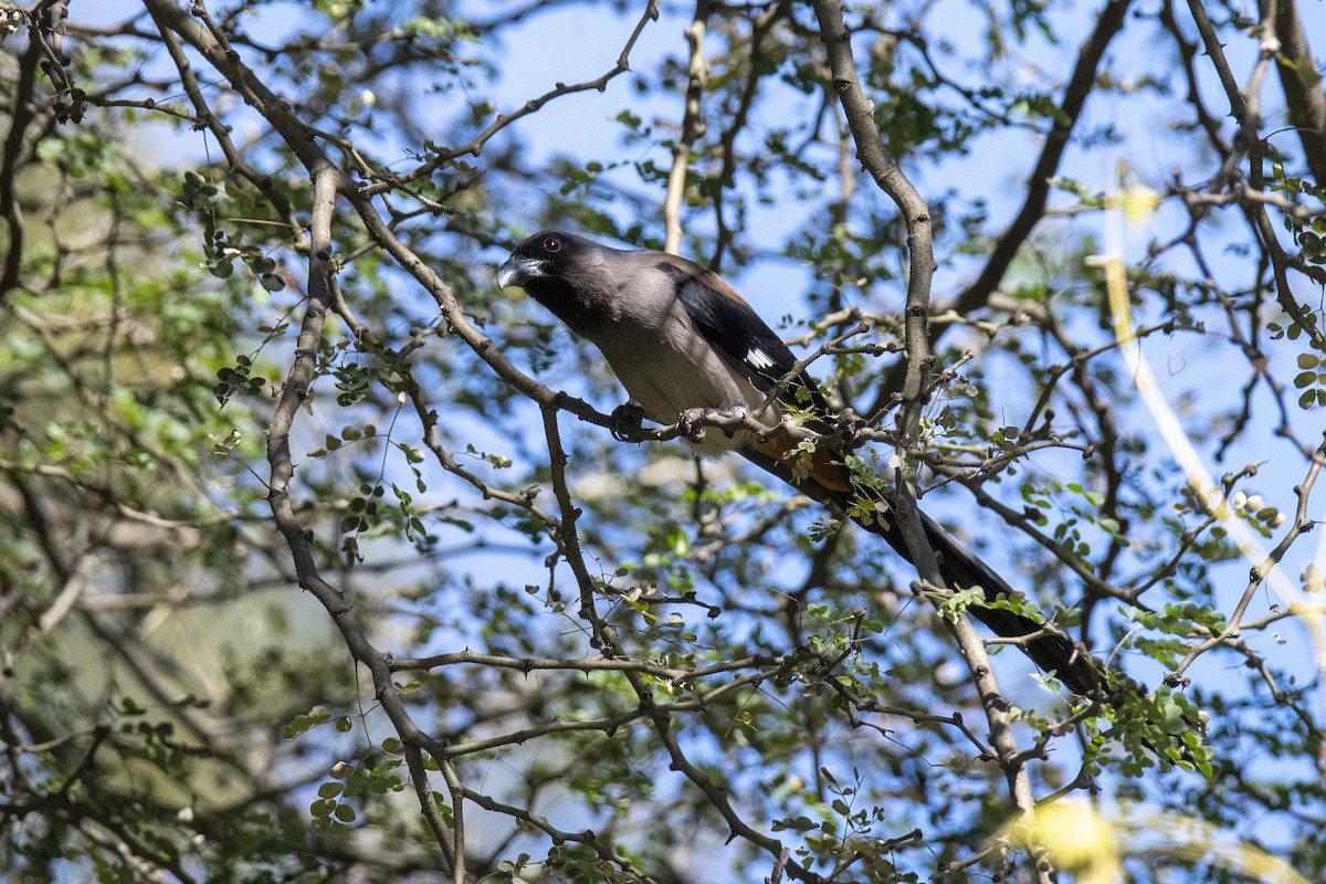 Gray Treepie - ML386674461