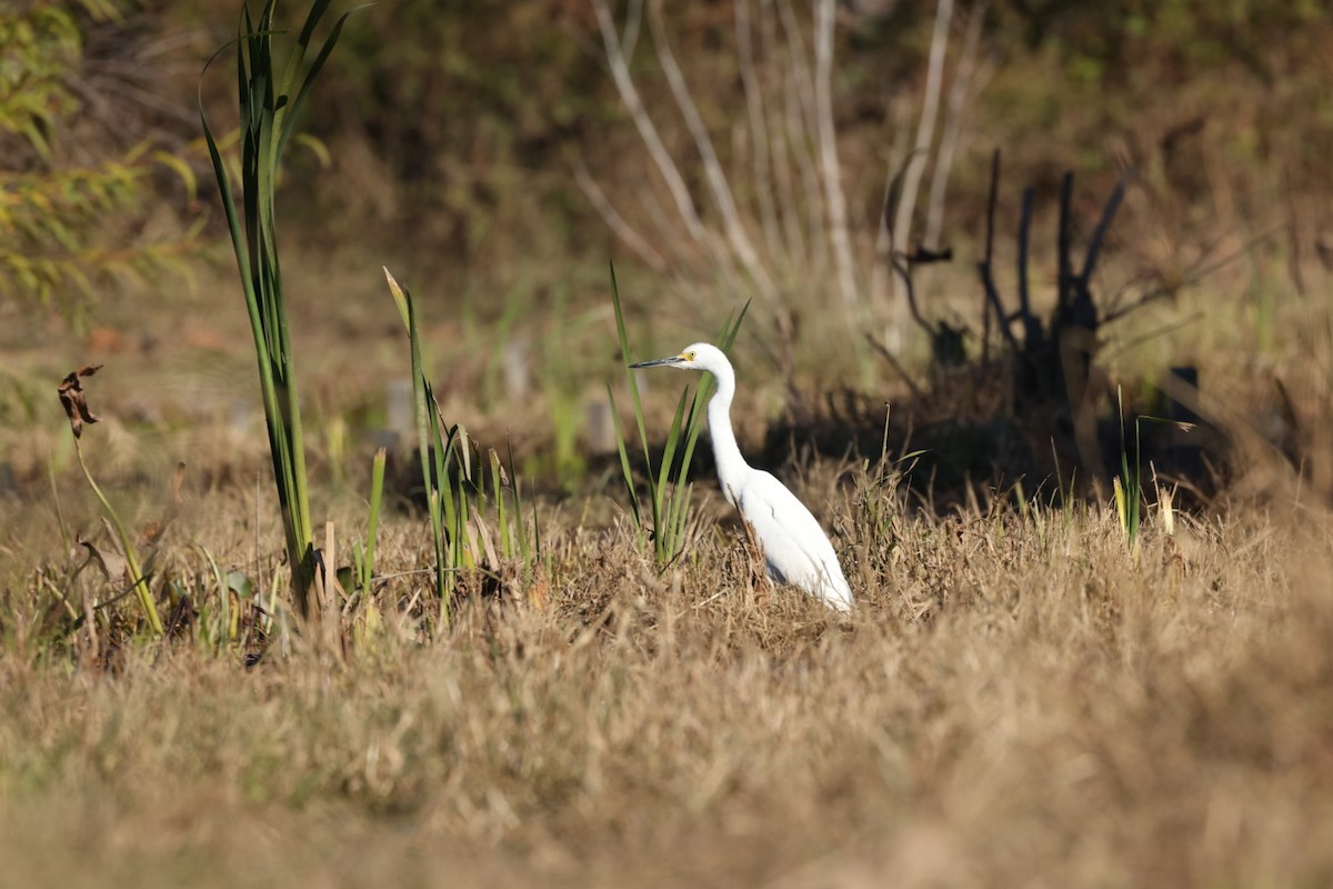 Snowy Egret - ML386676481