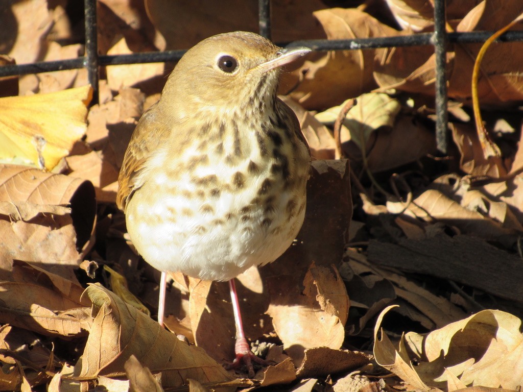 Hermit Thrush - ML386676591