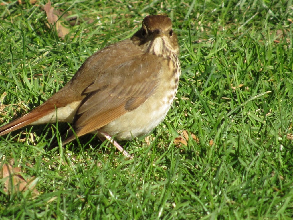 Hermit Thrush - ML386676601