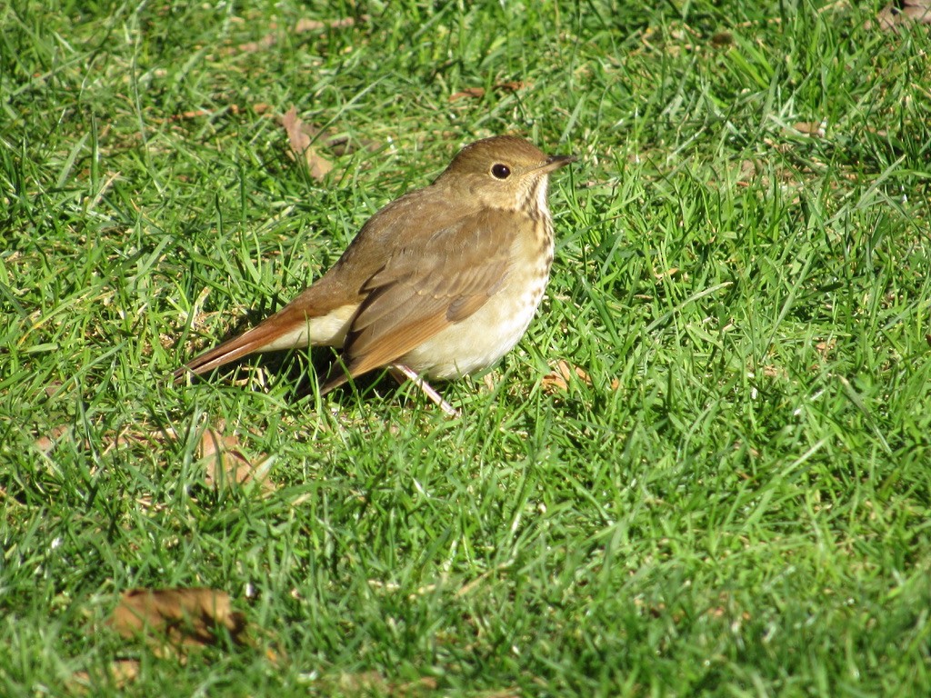 Hermit Thrush - ML386676611