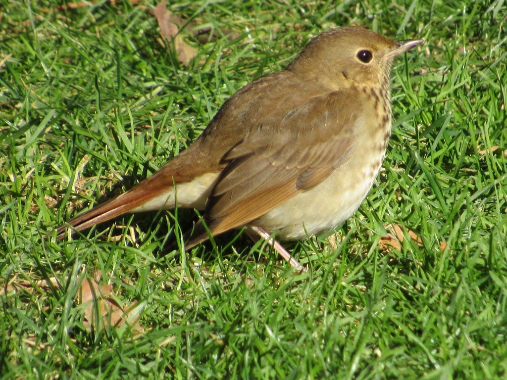 Hermit Thrush - ML386676621