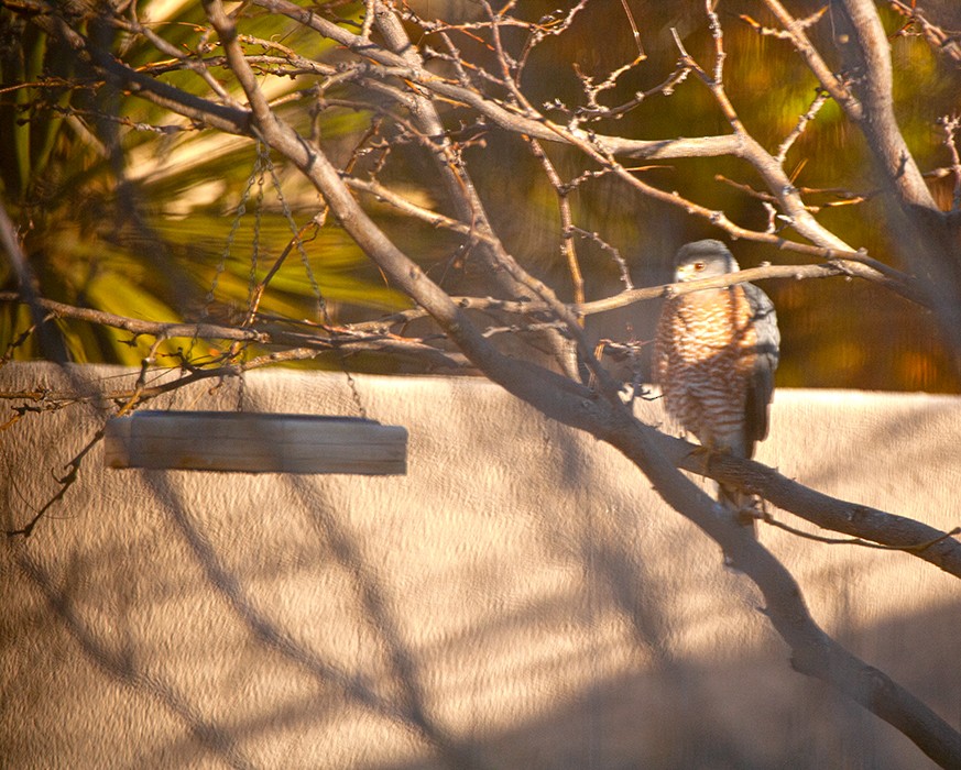 Cooper's Hawk - ML386678421