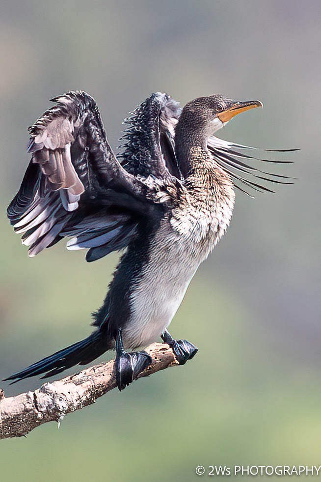 Long-tailed Cormorant - Will Wilson