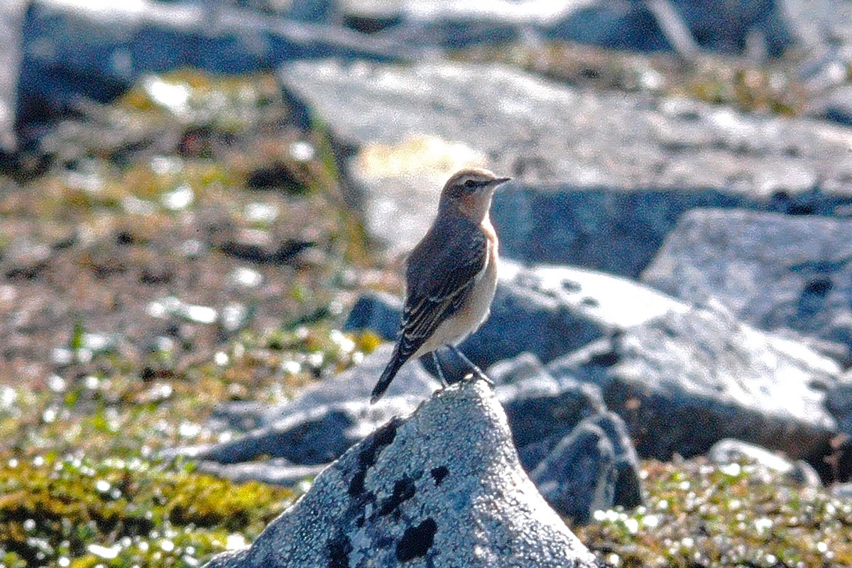 Northern Wheatear - ML386681931