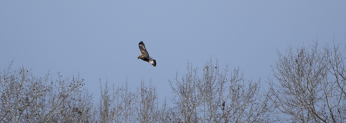 Rough-legged Hawk - ML386682151