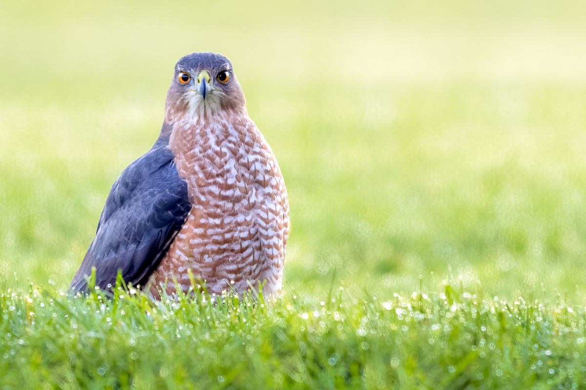 Cooper's Hawk - ML386683591