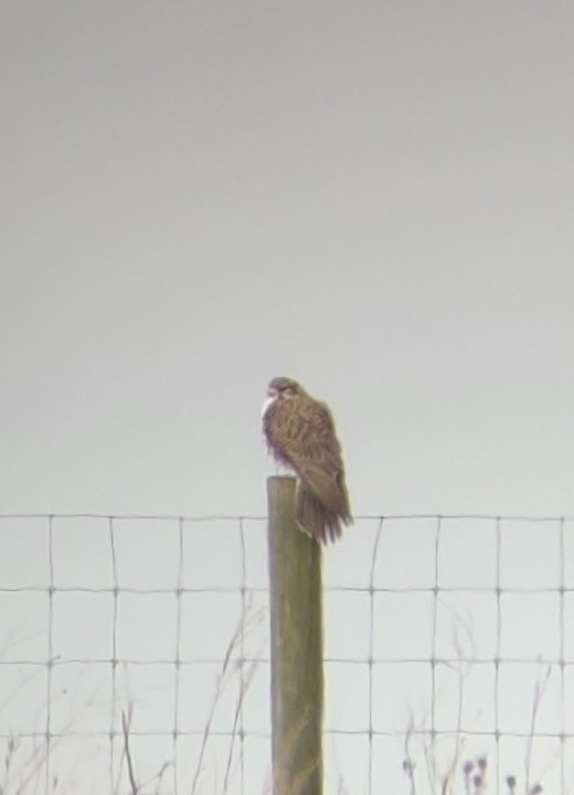 Prairie Falcon - ML386683881